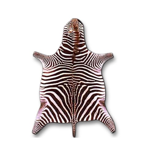 100% Authentic Zebra Skin Rug for Sale at Worldwide Wildlife Products
